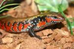 Red-flanked skink