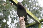 Long-crested eagle