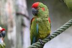 Red-fronted macaw