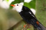 Asian black bulbul