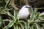 Bali myna