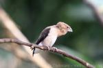 Indian silverbill