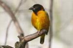 Village weaver