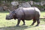 Indian rhinoceros