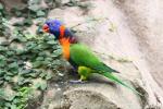 Red-collared lorikeet