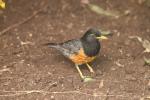 Black-breasted thrush