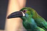 Crimson-rumped toucanet