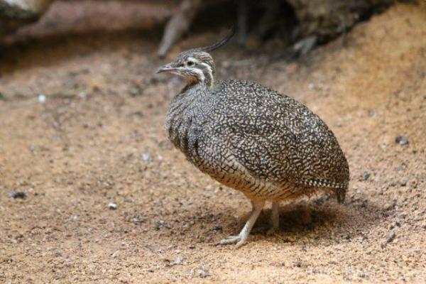 Elegant crested tinamou