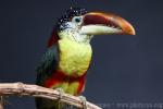 Curl-crested araçari