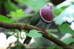 Pink-headed fruit-dove