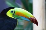 Keel-billed toucan