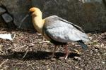 Black-faced ibis