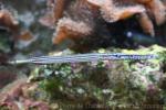 Chinese trumpetfish