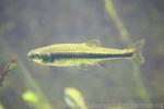 Eurasian minnow