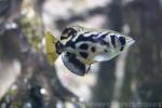 Zebra archerfish