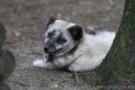 Arctic fox