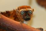 Blue-eyed black lemur