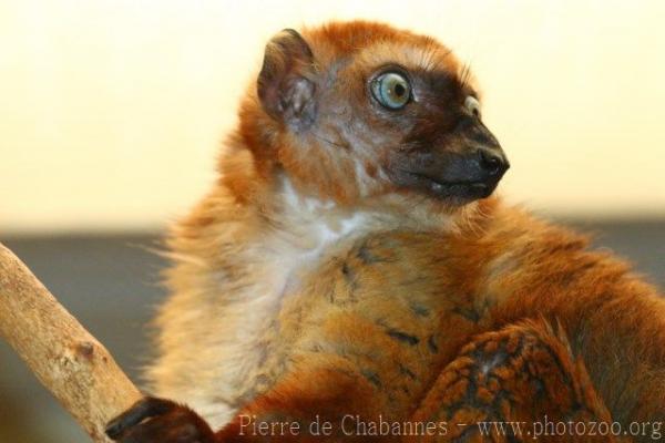 Blue-eyed black lemur