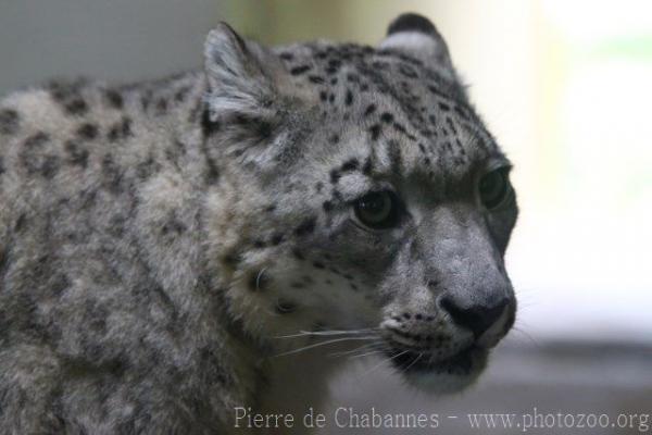 Snow leopard