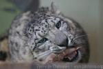 Snow leopard