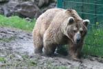 Syrian brown bear