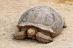 African spurred tortoise