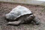 Galapagos giant tortoise