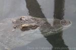 Siamese crocodile