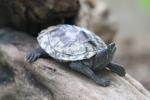 Mississippi map turtle