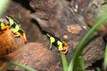 Baron's mantella