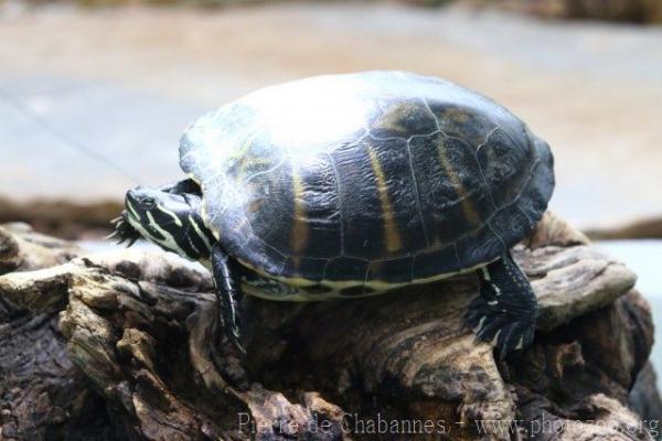 Florida Redbelly Turtle