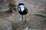 Spur-winged lapwing