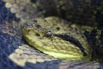 Central American jumping pitviper *