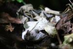 West-African gaboon viper *