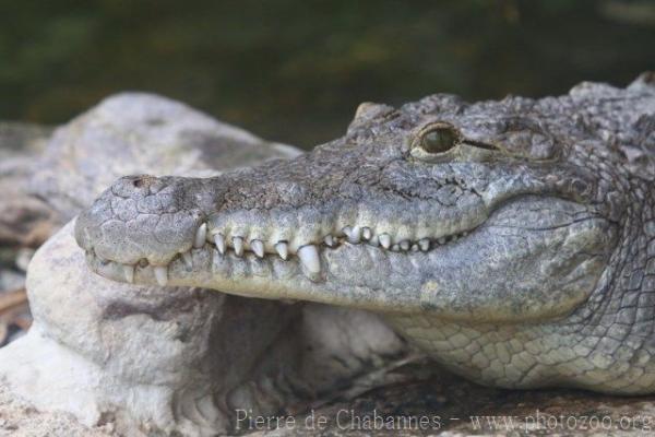 West African crocodile *