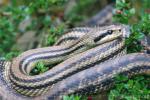 Four-lined ratsnake