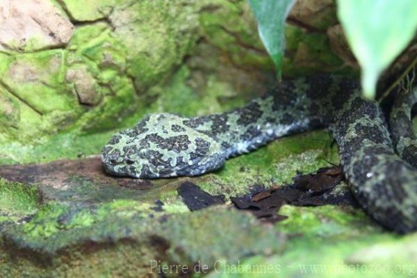 Mangshan pitviper