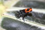 Blessed poison frog *