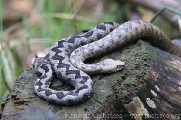 Nose-horned viper