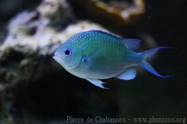 Black-axil chromis