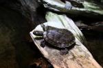 Ouachita map turtle