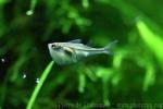 Pygmy hatchetfish