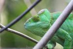 Parson's chameleon