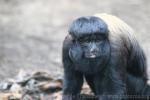 Guianan bearded saki