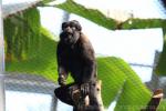 Guianan bearded saki