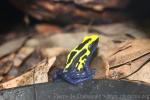 Dyeing poison frog