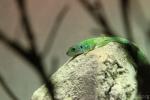 Western green lizard