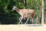 Guanaco