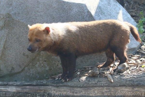 Bush dog