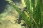 Macedonian crested newt